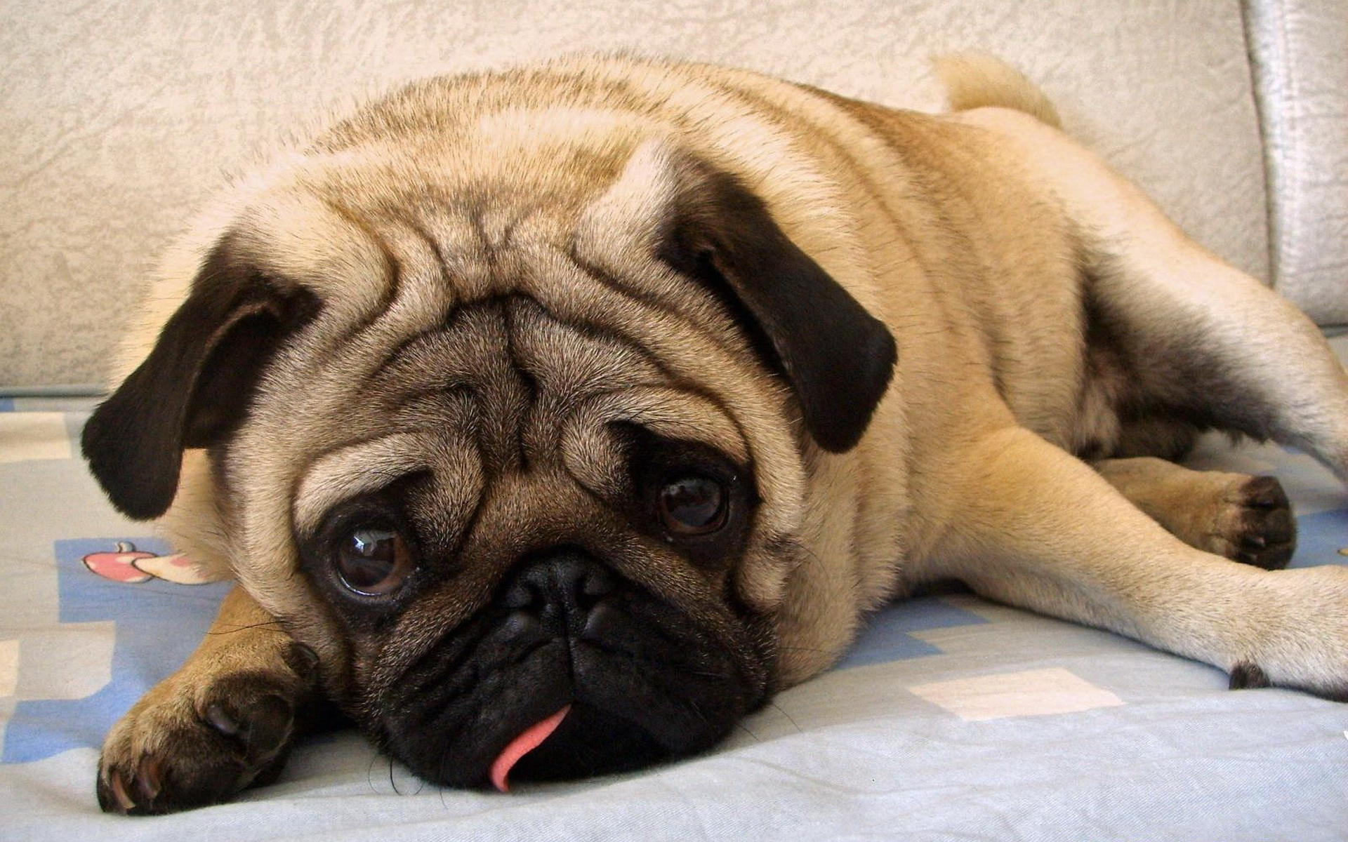 狗狗价格一览表2021,常见家养狗狗价格一览表