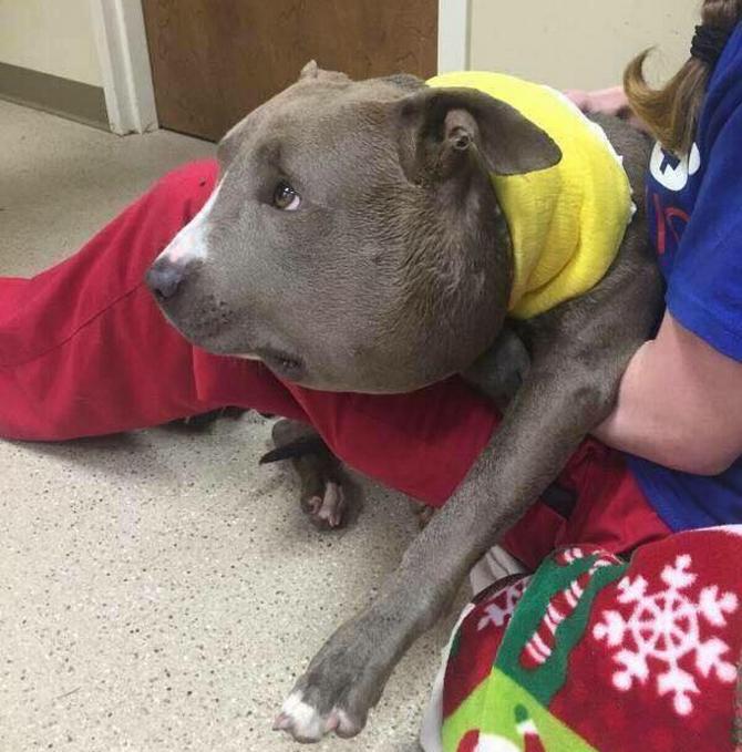 狗狗嘴肿的跟包子一样,狗狗一边脸被蜜蜂叮肿的照片