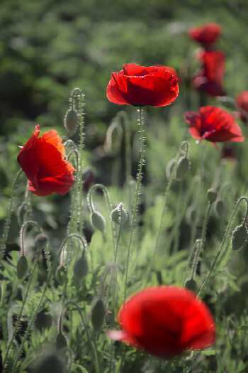 30岁月经量越来越少吃点什么药,月经量越来越少该怎么办