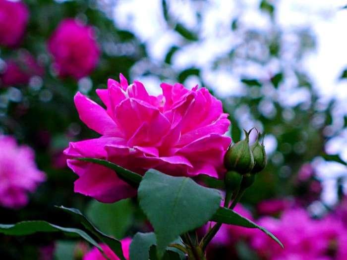 三种美容养颜的花,可以用来美容养颜的花有哪些