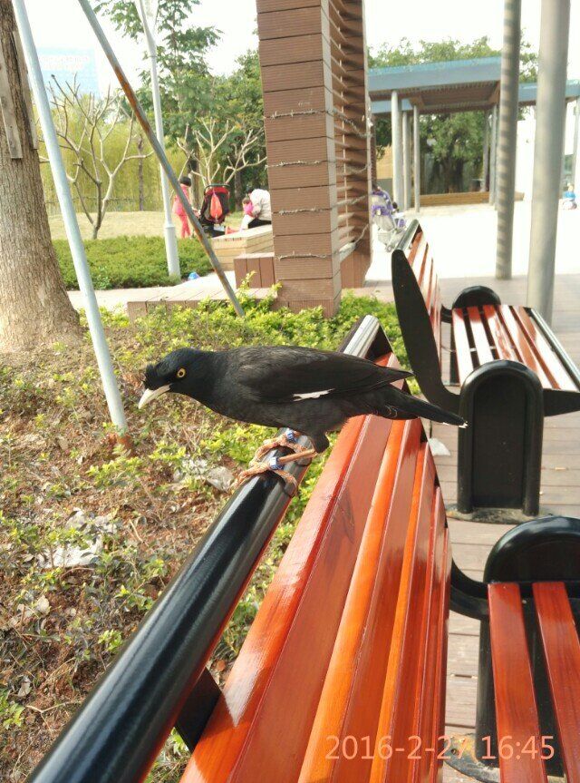 天下一场梦八哥说话视频,天下一场梦八哥完整视频