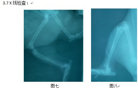 猫前肢肱骨头骨折,猫股骨远端骨折治疗