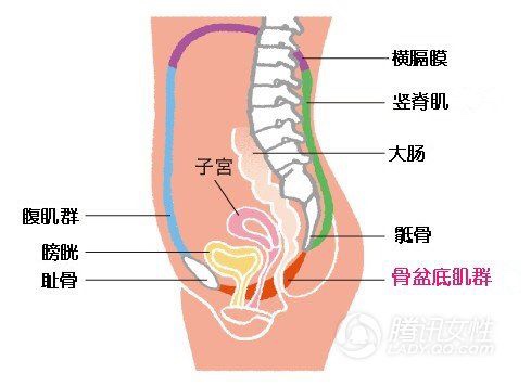 一节完整产后盆底肌修复私教课,产后修复运动王老师