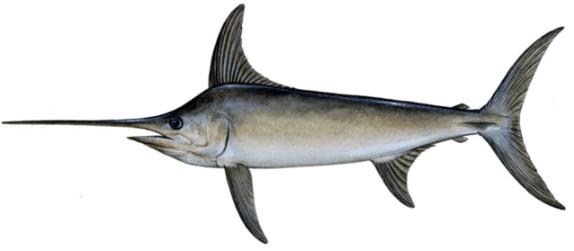 孕妇吃鲭鱼对胎儿发育好,大西洋鲭鱼孕妇能吃吗