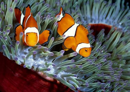 人类饲养的最不同寻常的宠物top5,全球公认的十大宠物排行榜