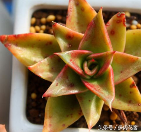 多肉植物怎么避免晒伤,多肉夏天如何防止晒伤