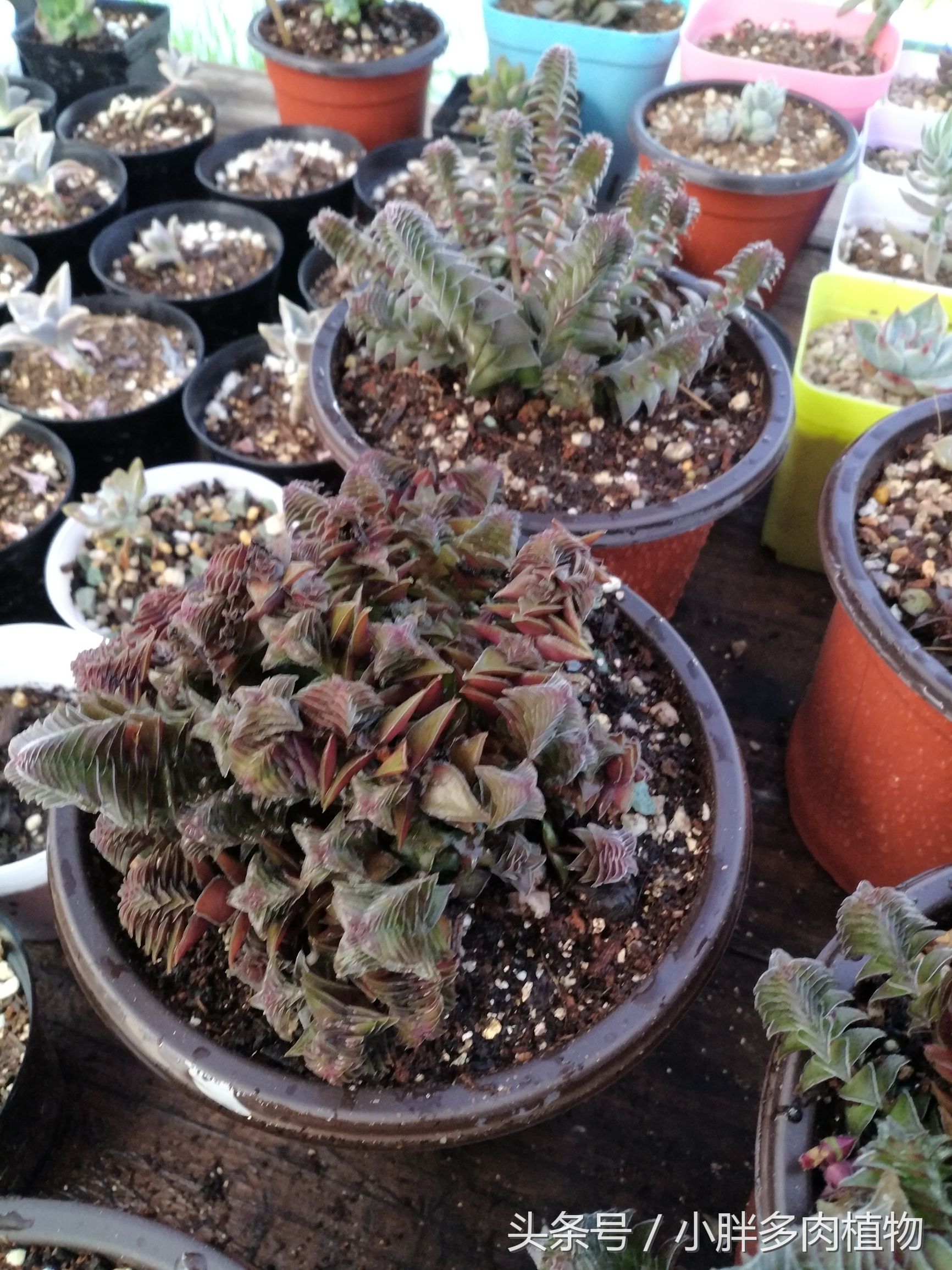 多肉植物茜之塔,多肉植物茜之塔锦