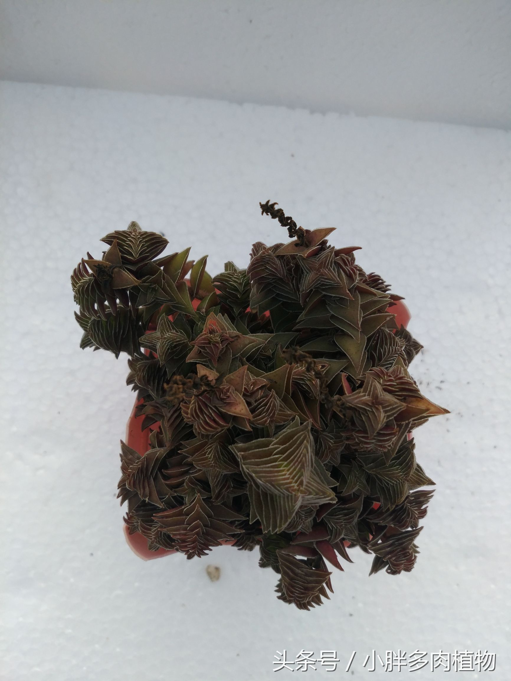 多肉植物茜之塔,多肉植物茜之塔锦