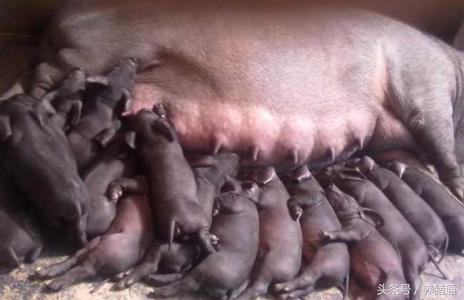 猪场怎么处理才能干净,猪场面临的管理问题