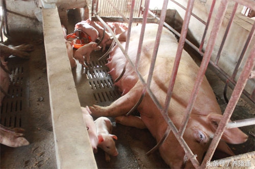 猪场怎么处理才能干净,猪场面临的管理问题