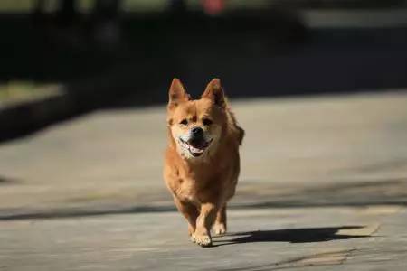 苏州宠物可去的景点,苏州宠物打卡景点在哪里