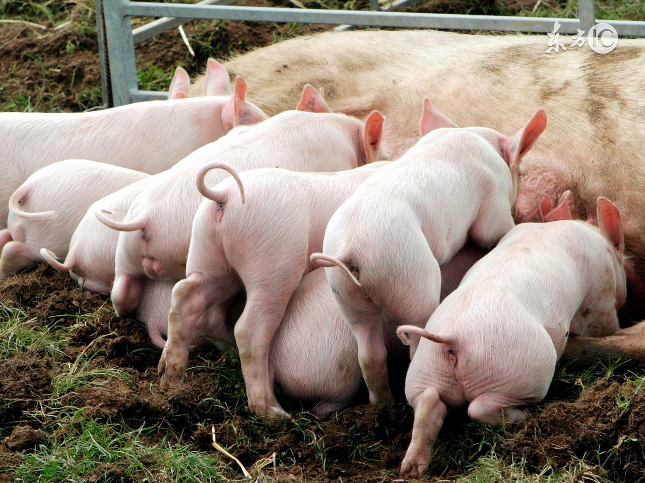 妊娠母猪不吃什么原因,母猪妊娠期间常见问题