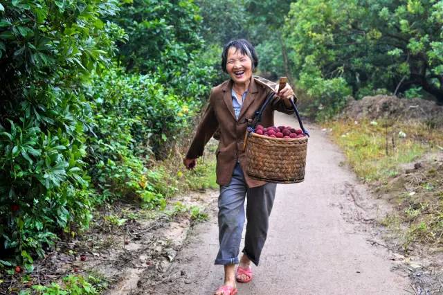 下雨后的杨梅为什么会长虫,杨梅长虫