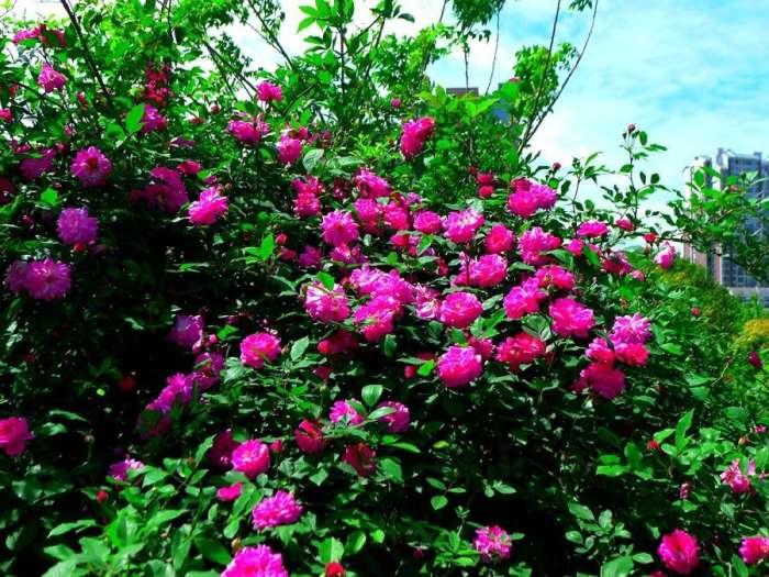 三种美容养颜的花,可以用来美容养颜的花有哪些