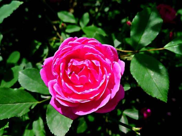 三种美容养颜的花,可以用来美容养颜的花有哪些