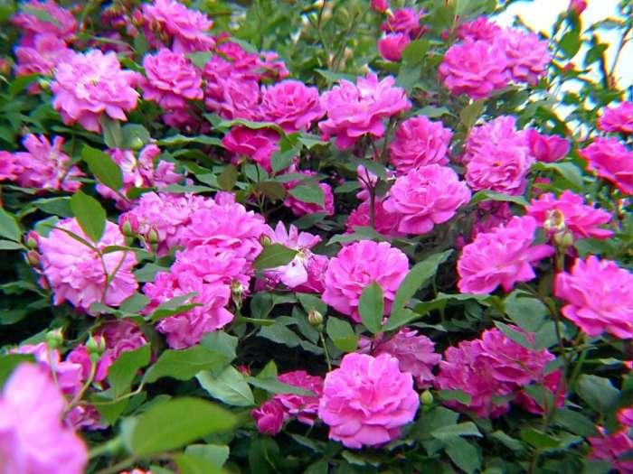 三种美容养颜的花,可以用来美容养颜的花有哪些