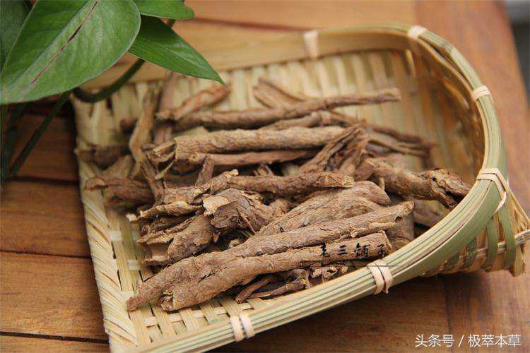 本草养生之五加皮的功效与作用