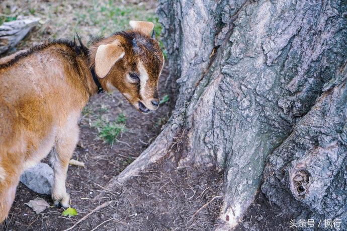 新西兰星空小镇最全攻略,新西兰tekapo旅游攻略
