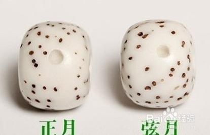 星月菩提文玩相关知识,星月菩提老籽科普介绍