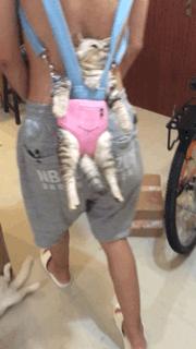 铲屎官在家门口捡到一只小猫,小猫被铲屎官的呼噜惊呆