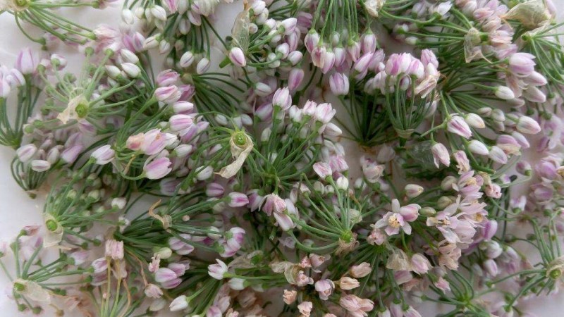 什么香料的香味和泽蒙花接近,野生泽蒙花图片大全