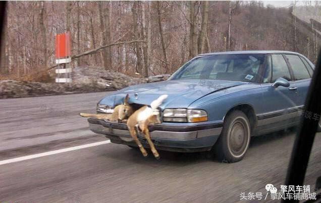 狗狗伤人赔偿标准,车撞了狗狗跑了保险赔吗