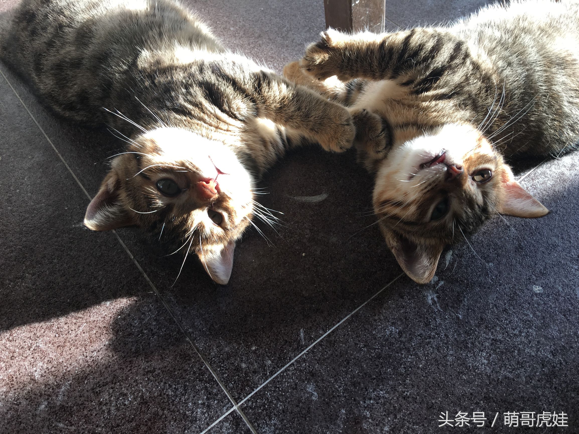 家里的喵星人割了蛋蛋后总是用手挡,小猫:我挡住的是蛋蛋的忧伤