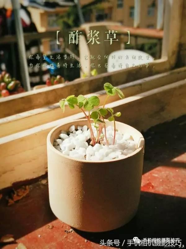 五官有硬伤的人怎么拍写真,长相一般般怎么拍照自拍