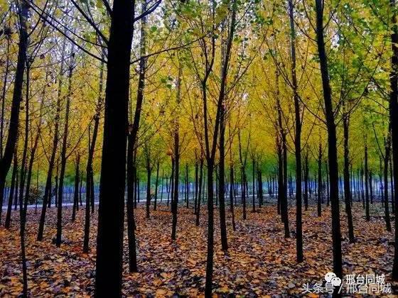 邢台学院近况,关于邢台学院