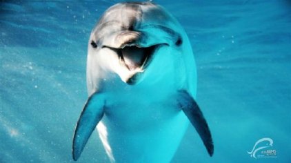 青岛海景花园大酒店春节,青岛市南区海景花园大酒店