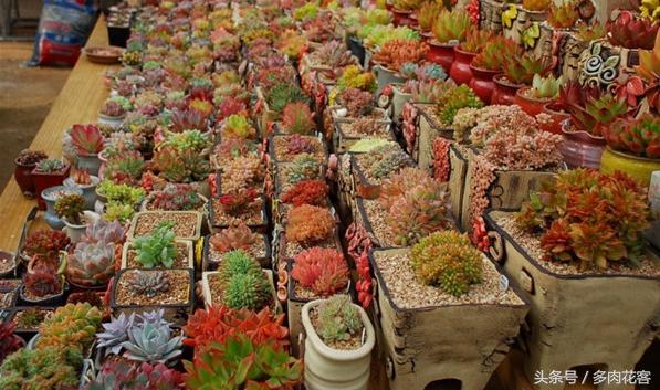 下雨天肉肉能淋雨吗,连续多天下雨多肉怎么办
