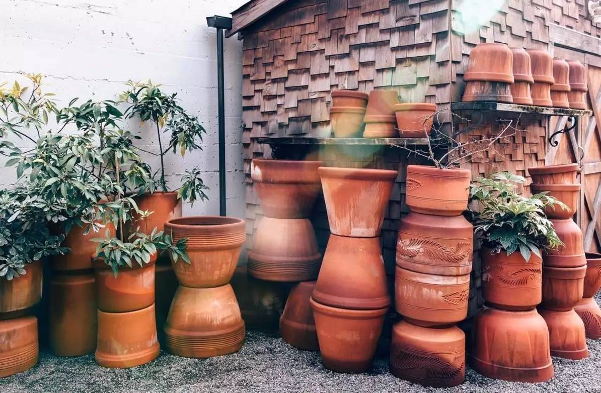 卖的最好的植物店,植物店能买到哪些植物