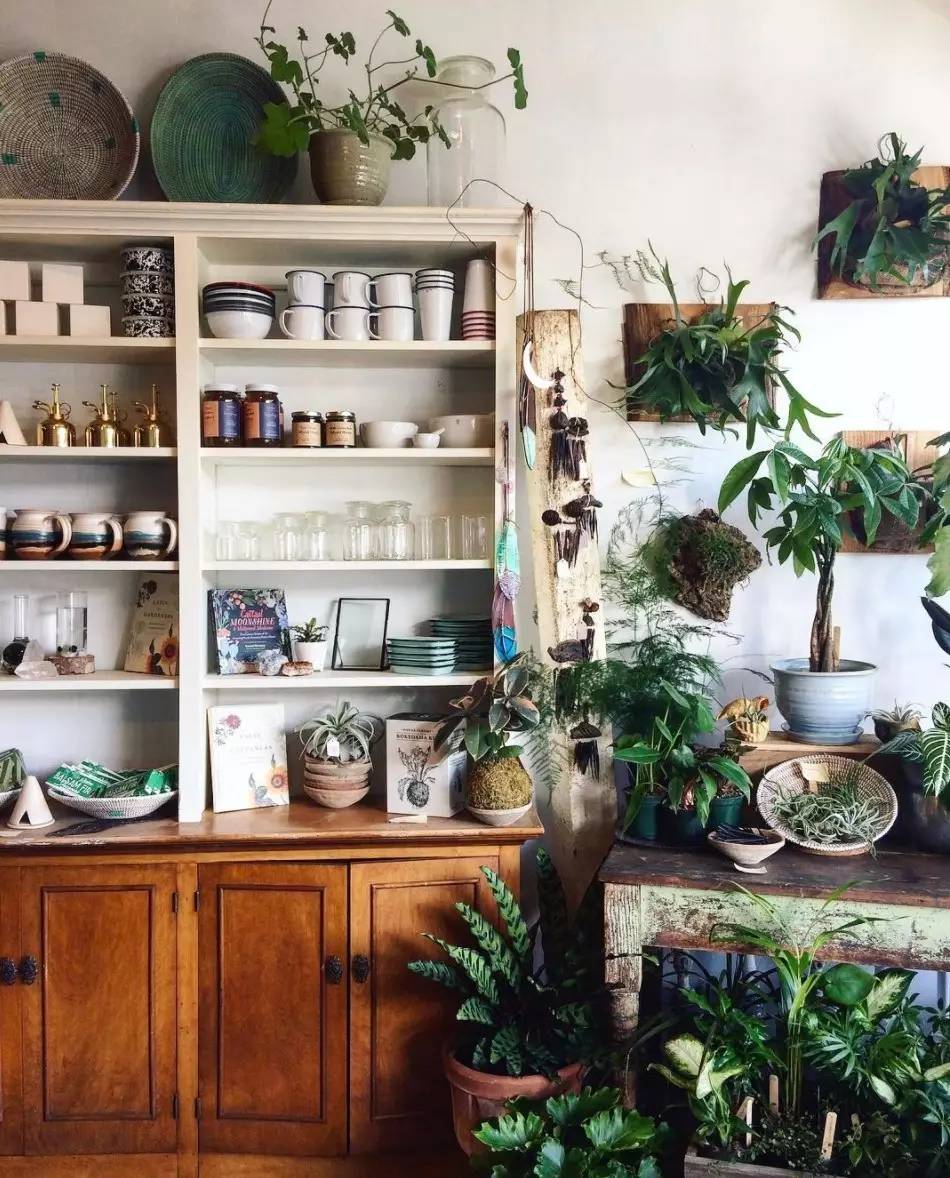 卖的最好的植物店,植物店能买到哪些植物