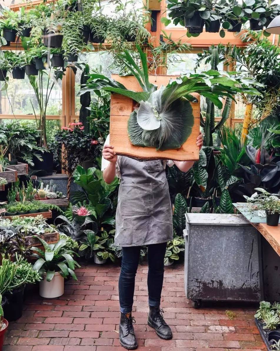 卖的最好的植物店,植物店能买到哪些植物