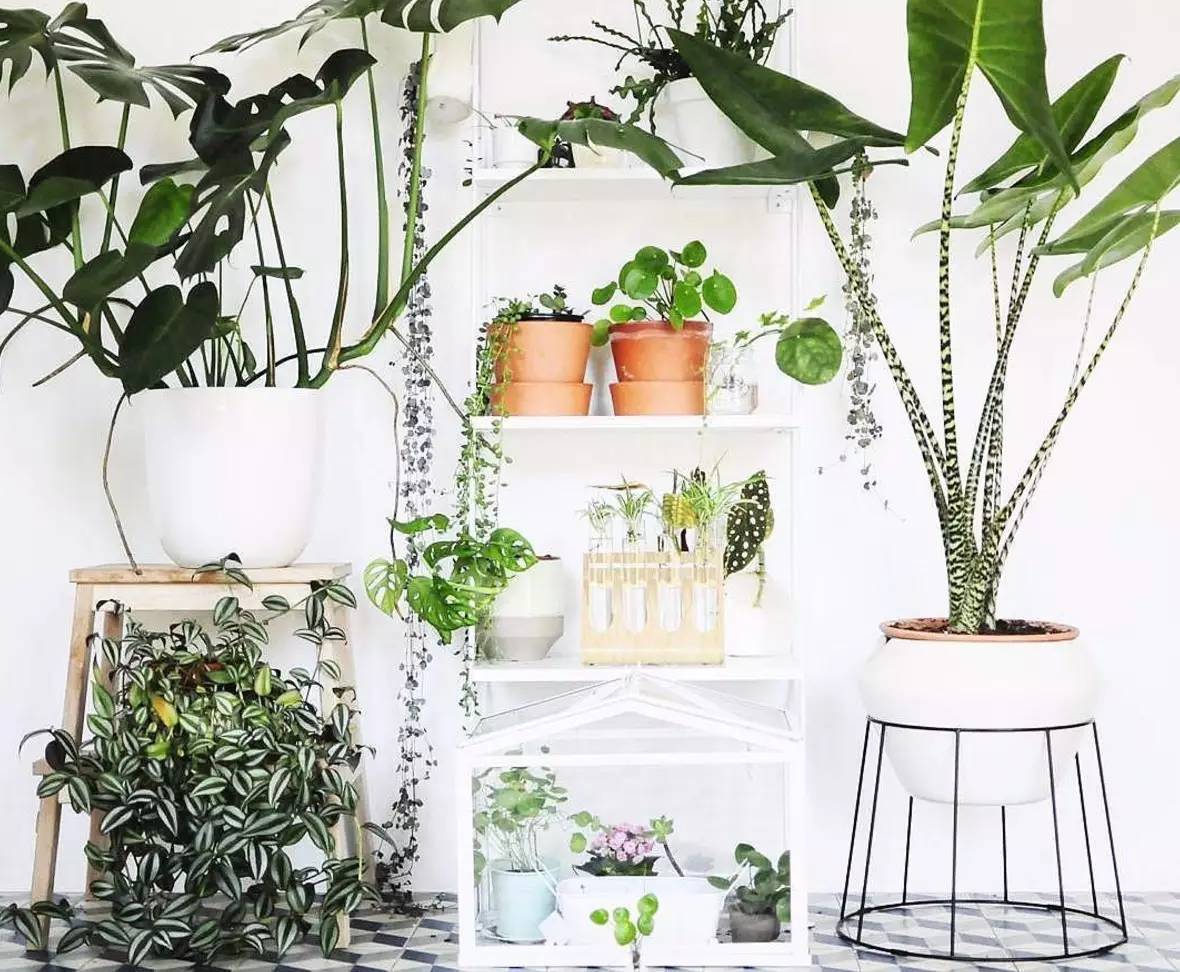 卖的最好的植物店,植物店能买到哪些植物