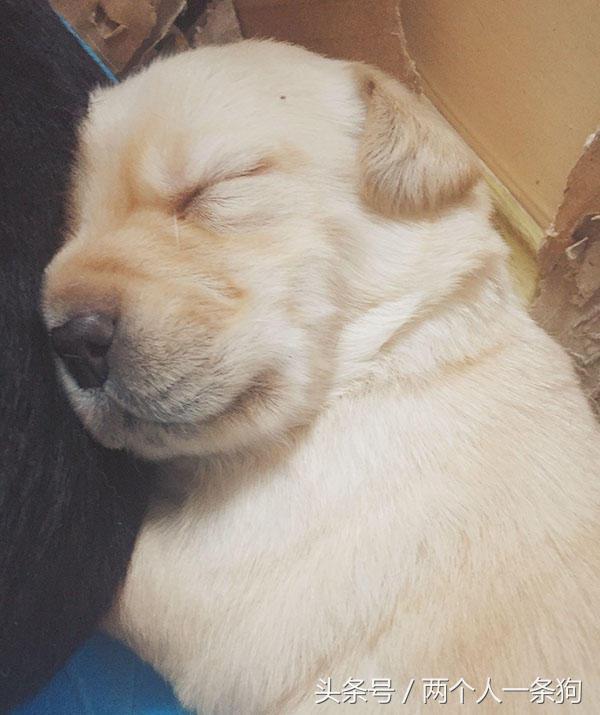 2000买的拉布拉多,2000块钱的拉布拉多