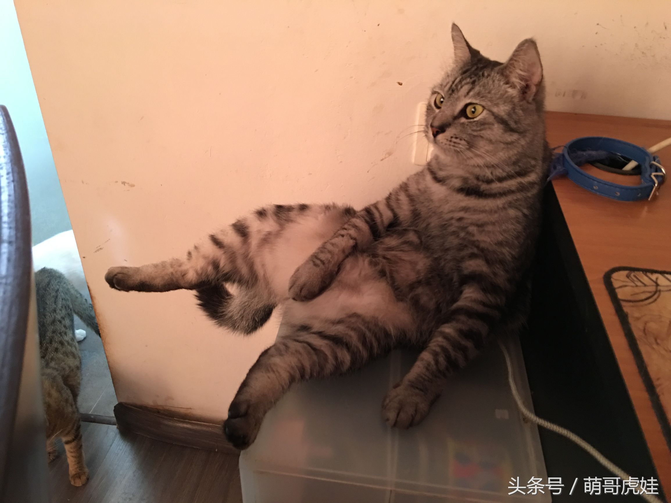 家里的喵星人割了蛋蛋后总是用手挡,小猫:我挡住的是蛋蛋的忧伤