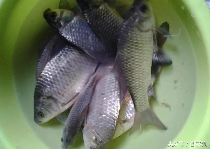 一斤多的黄丫头钓鱼视频,野塘钓黄刺鱼