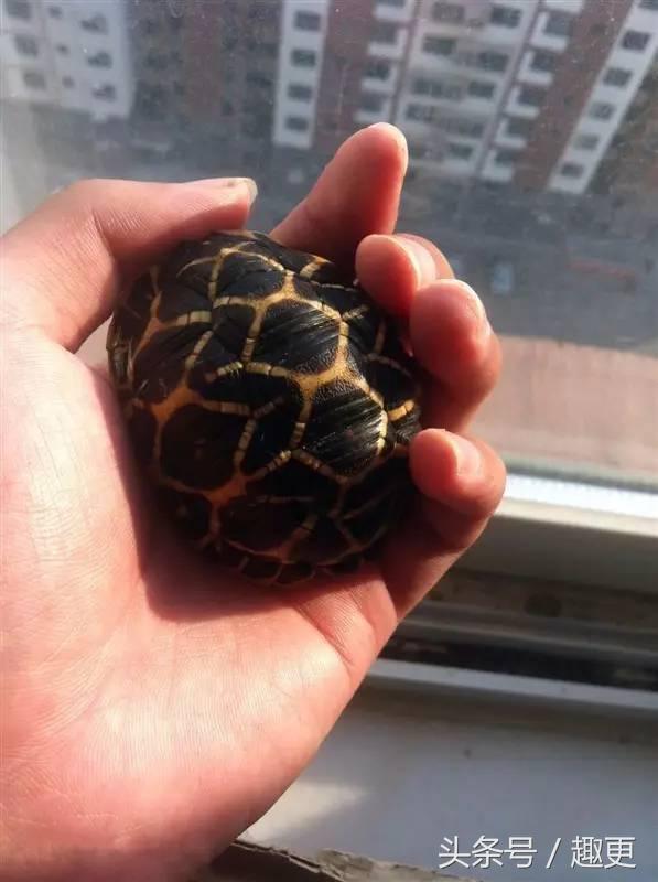 这些玩物真是重口味到没朋友，胆小点都怕惹祸上身……