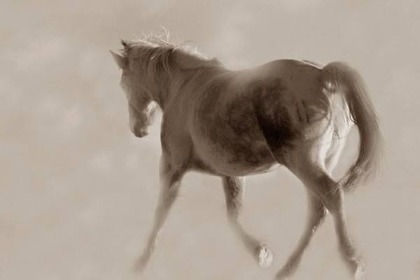 白驹过隙是啥意思,白驹过隙详解