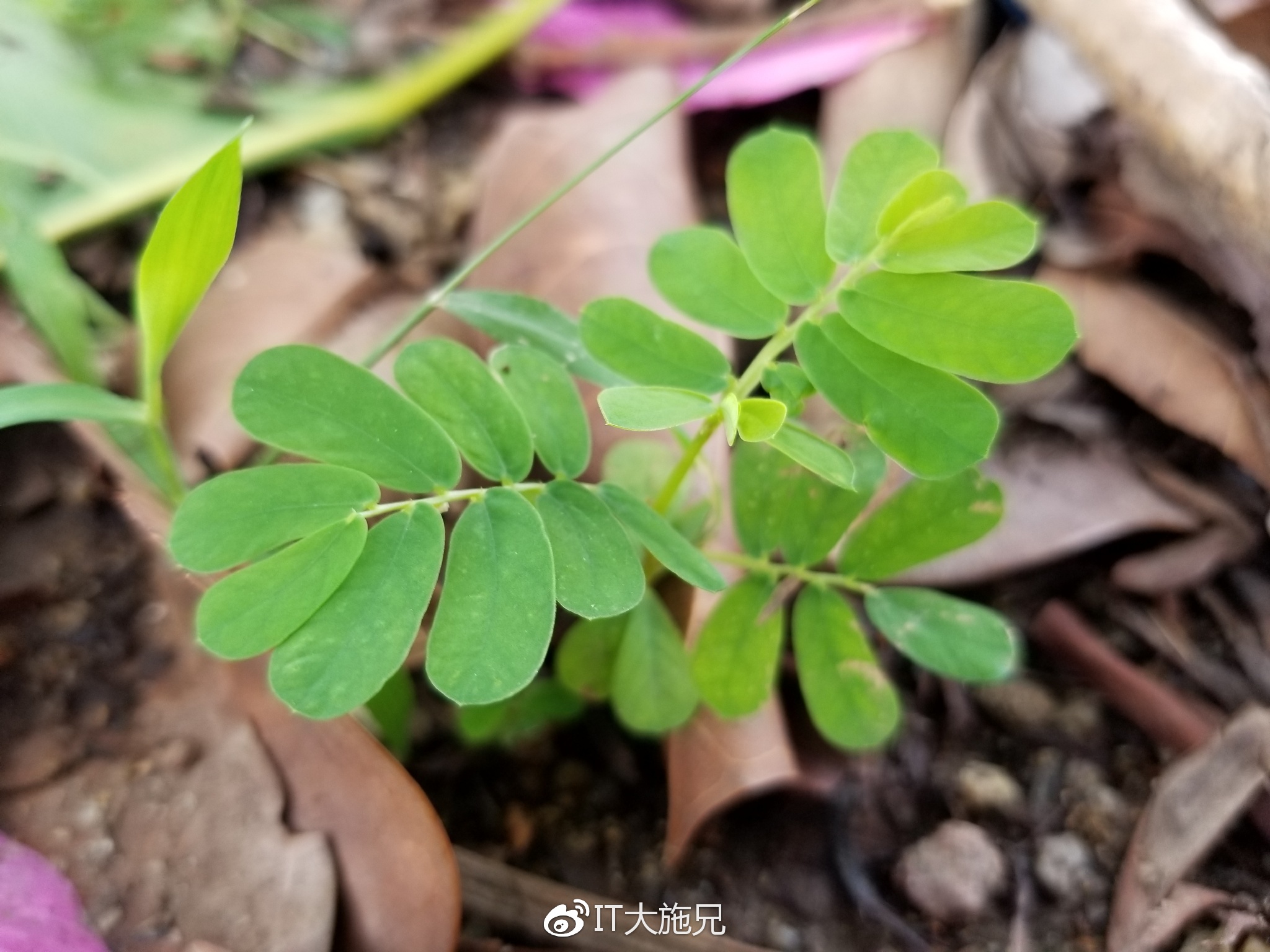 三星s8体验,三星s8轻奢版屏幕测试