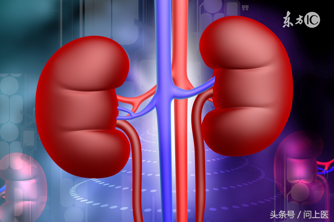 肾脏捐献者有什么影响,关于肾脏那点事科普知识