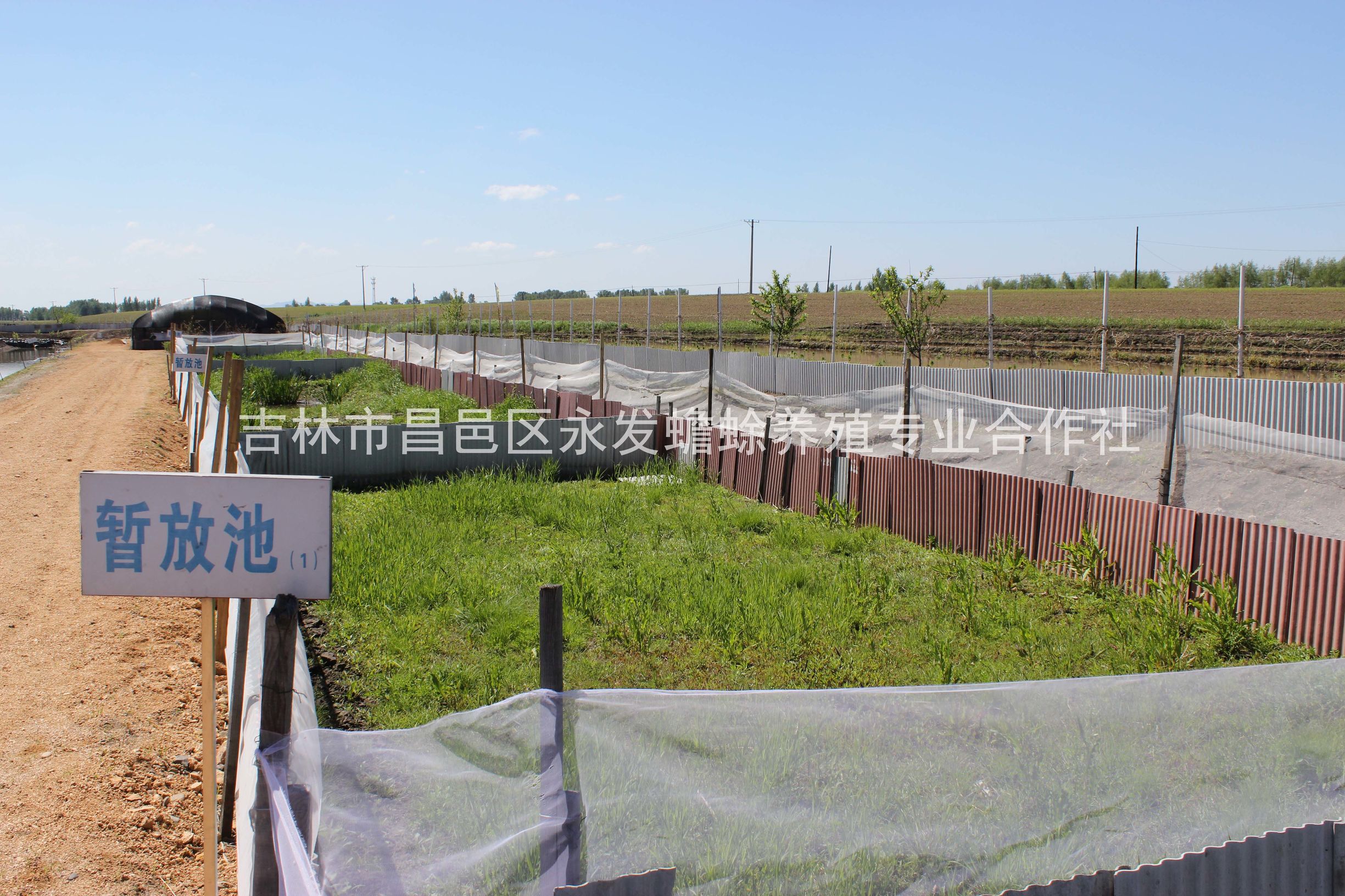 蟾蜍的养殖加工技术教程,蟾蜍养殖技术大全