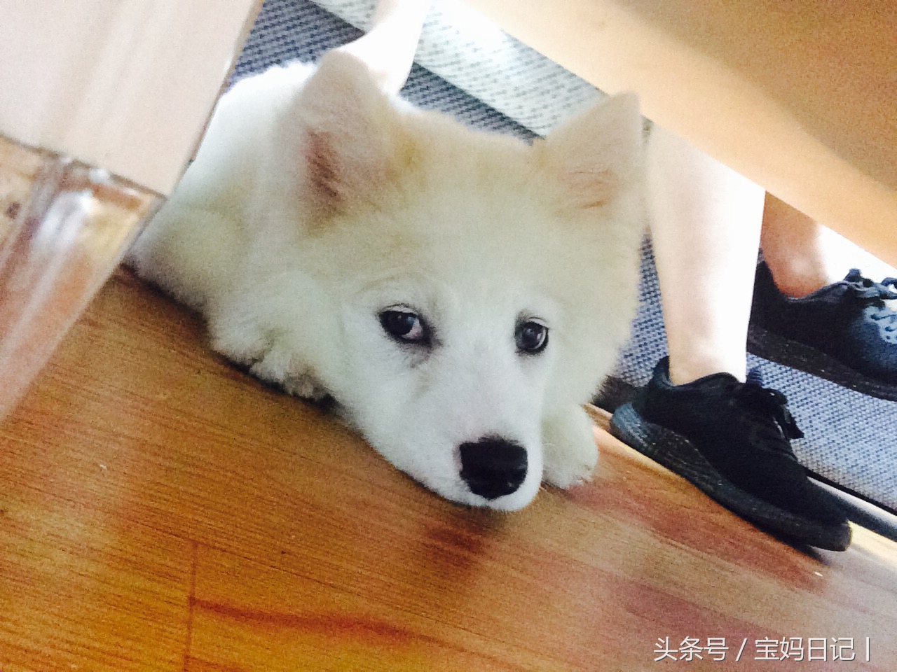 狗狗泪痕变色的毛怎么处理,狗狗泪痕严重吃什么有效果