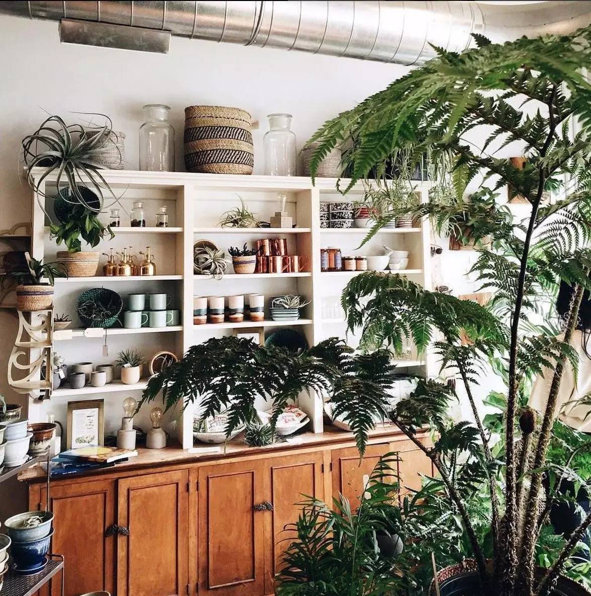 卖的最好的植物店,植物店能买到哪些植物