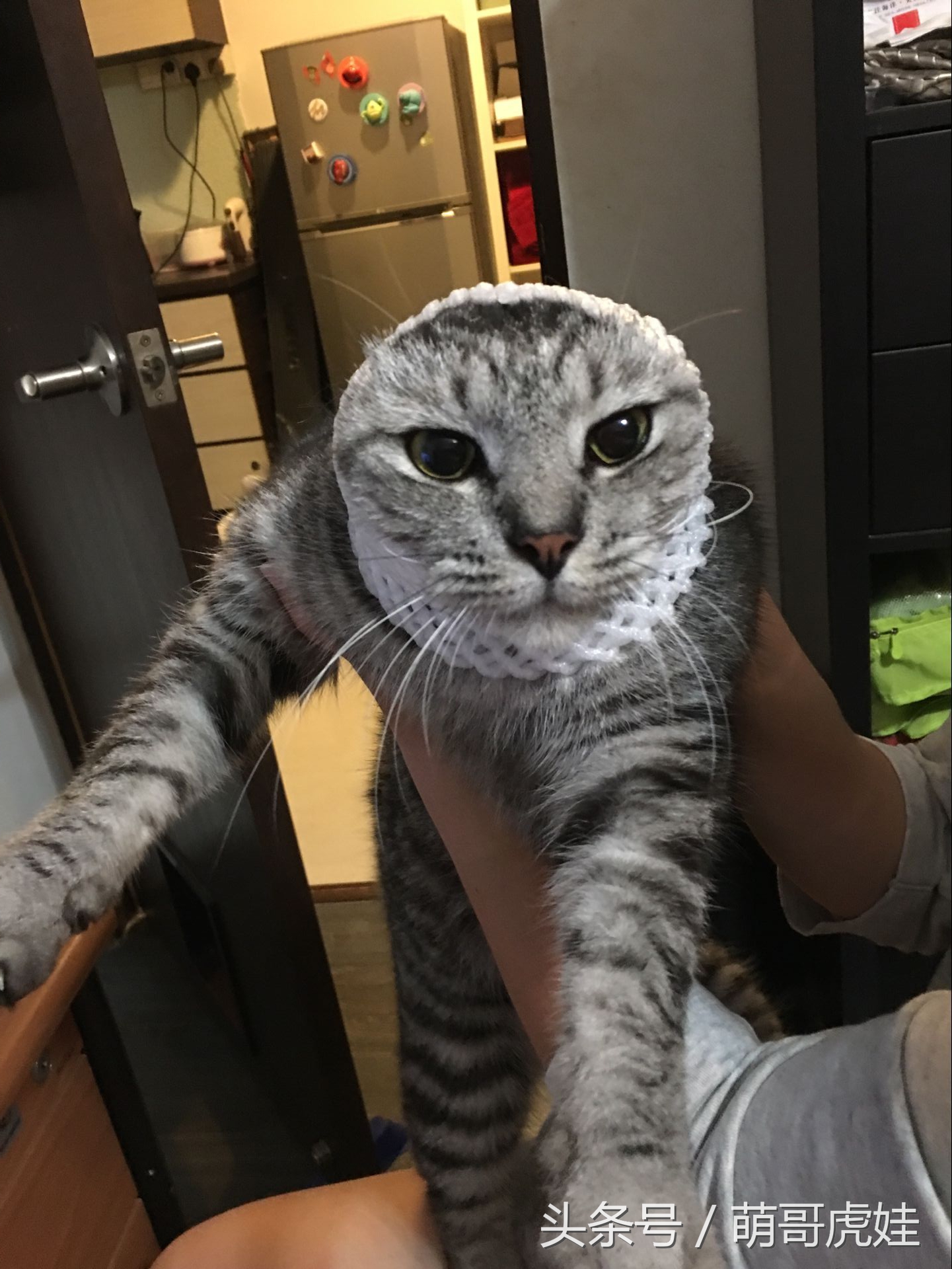 家里的喵星人割了蛋蛋后总是用手挡,小猫:我挡住的是蛋蛋的忧伤