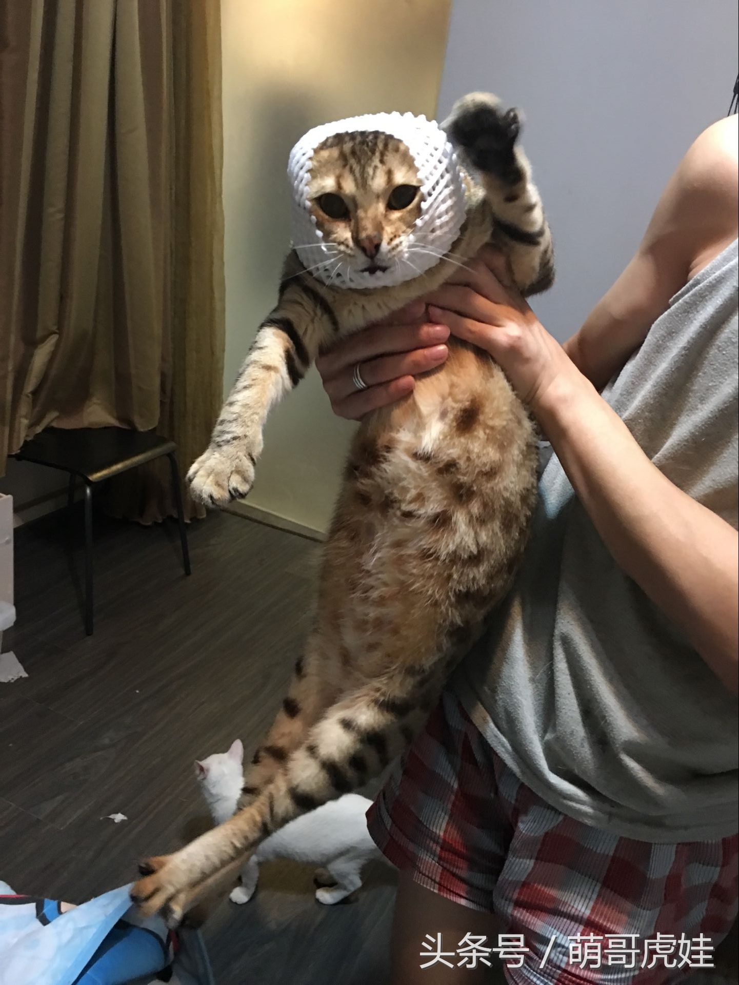 家里的喵星人割了蛋蛋后总是用手挡,小猫:我挡住的是蛋蛋的忧伤