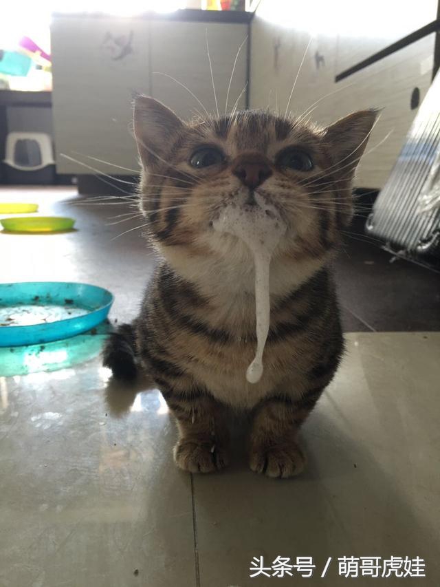 家里的喵星人割了蛋蛋后总是用手挡,小猫:我挡住的是蛋蛋的忧伤