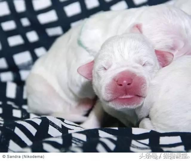 阿根廷杜高犬视频上传,阿根廷杜高犬品相最好