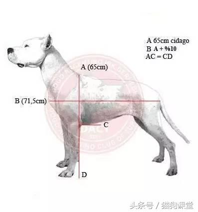 阿根廷杜高犬视频上传,阿根廷杜高犬品相最好